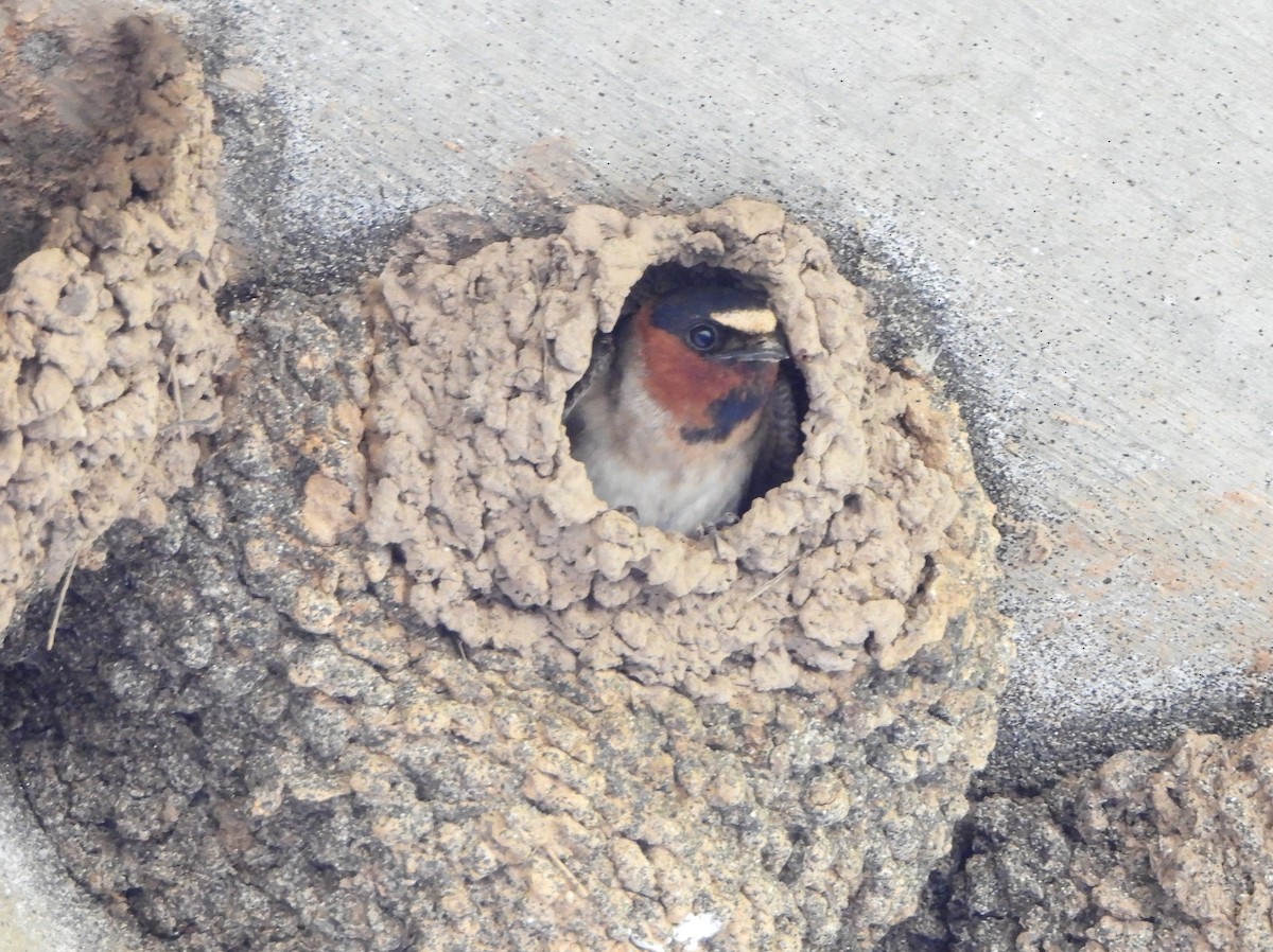 Cliff Swallow - ML620674094