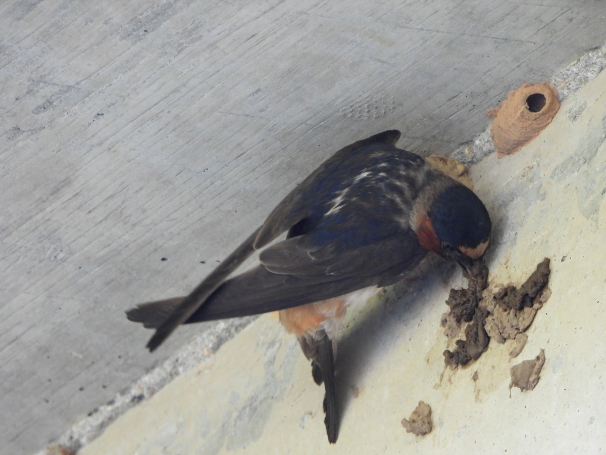 Cliff Swallow - ML620674096