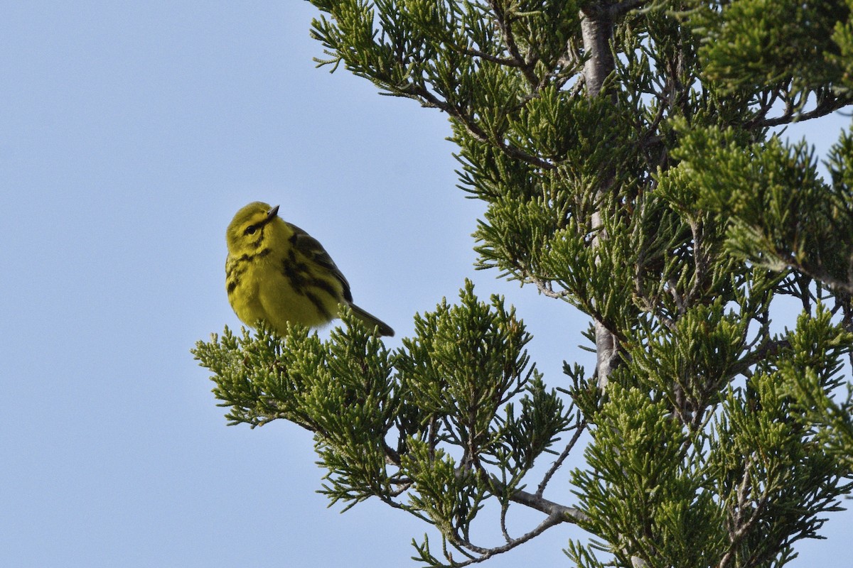 Prairie Warbler - ML620674098