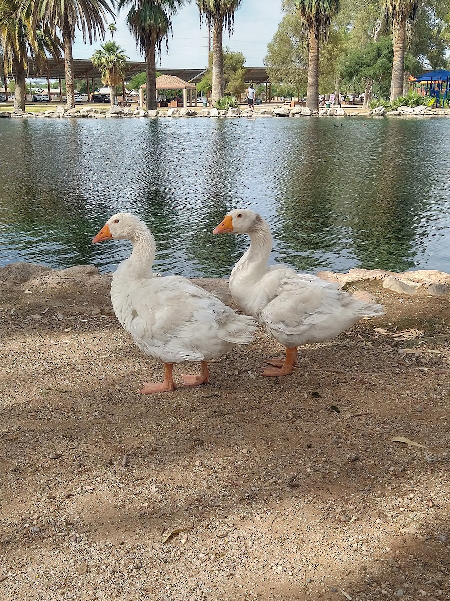 Graylag Goose (Domestic type) - ML620674099