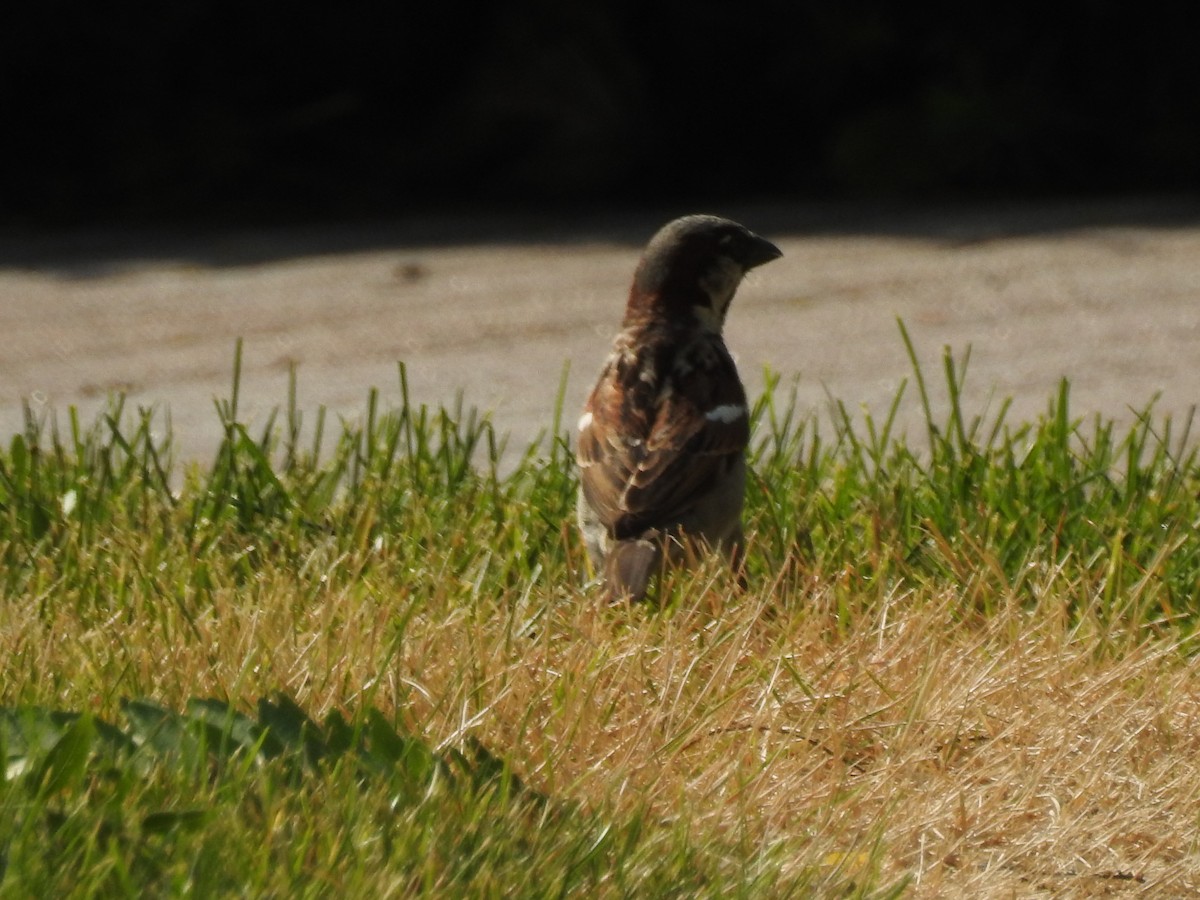 House Sparrow - ML620674100