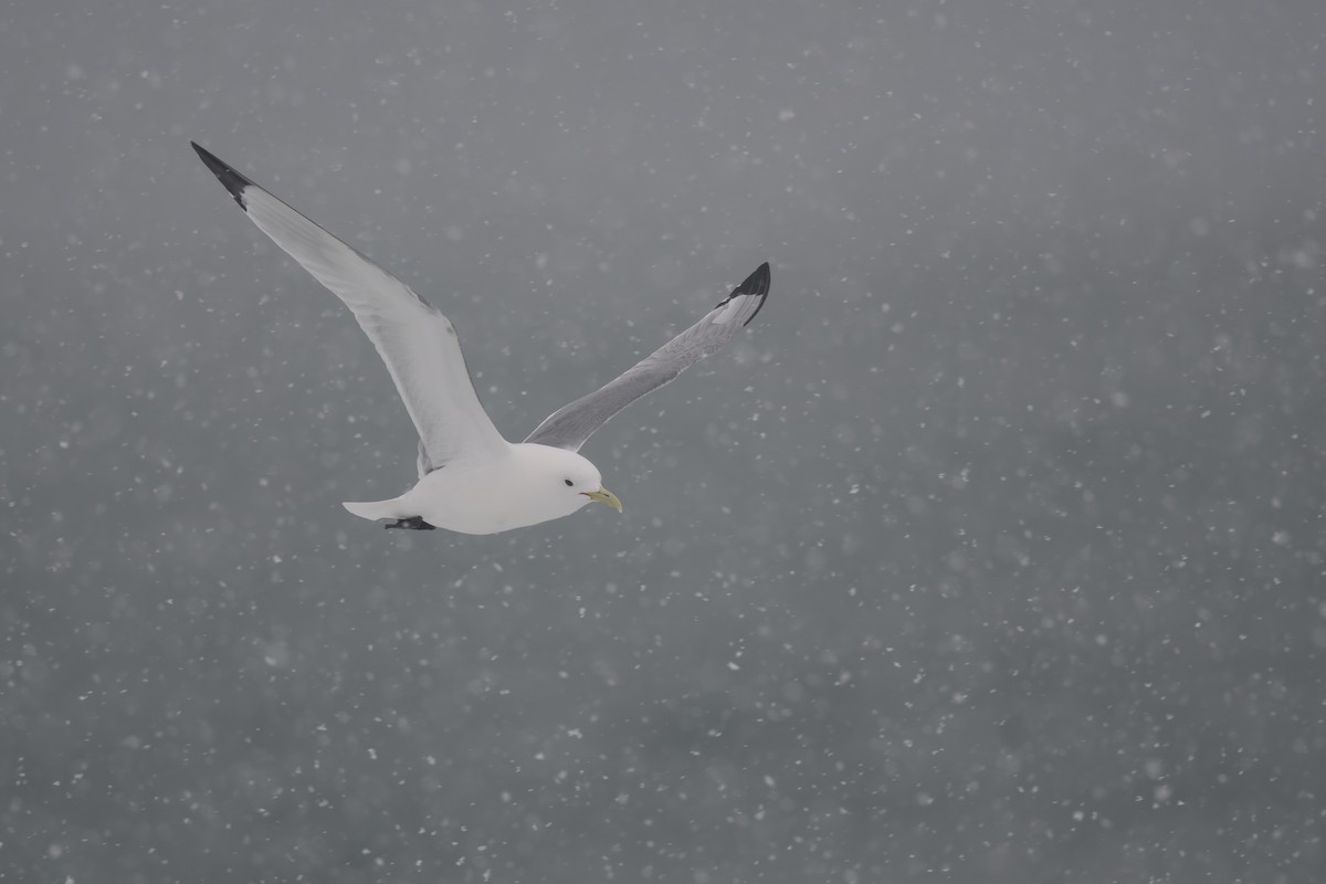 Black-legged Kittiwake - ML620674101