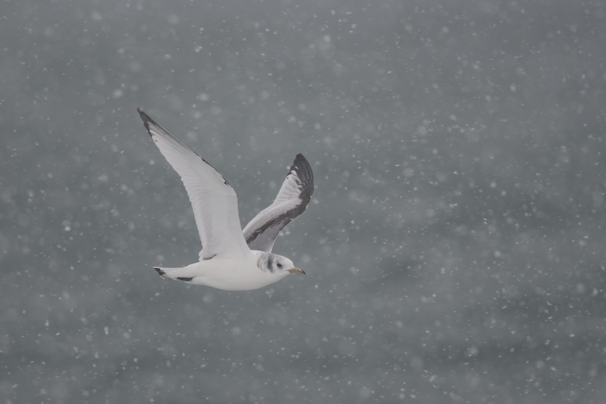 Mouette tridactyle - ML620674102