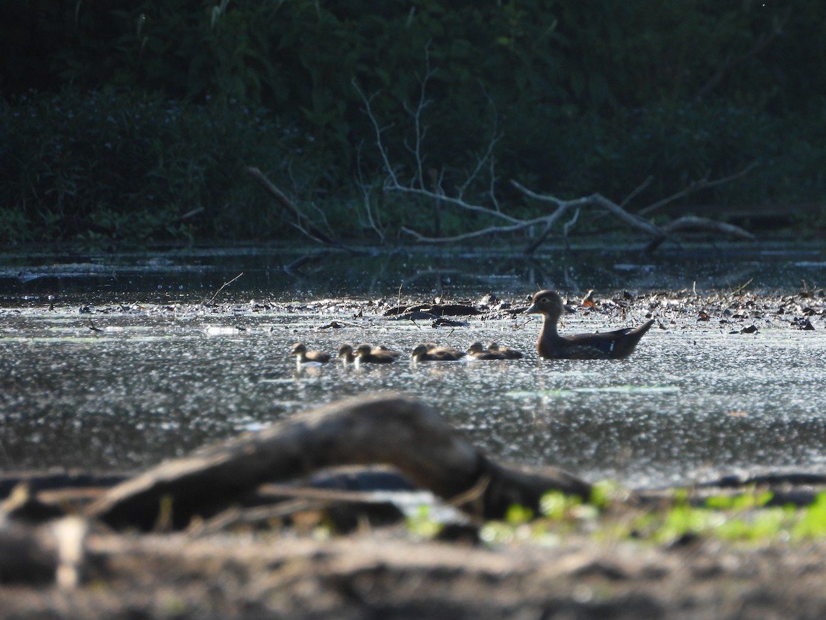 Wood Duck - ML620674108