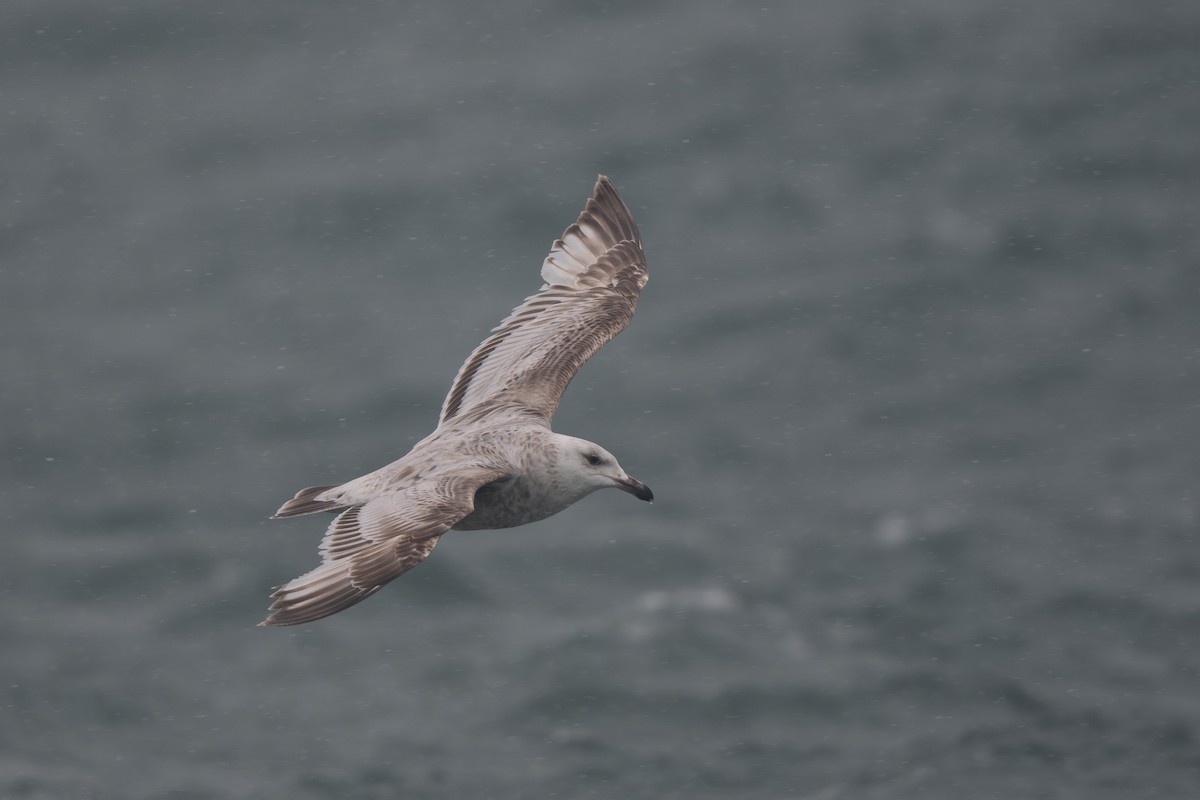 Slaty-backed Gull - ML620674110