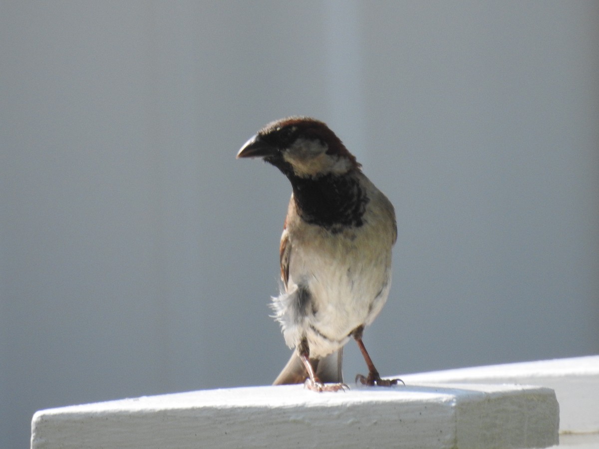 House Sparrow - ML620674111