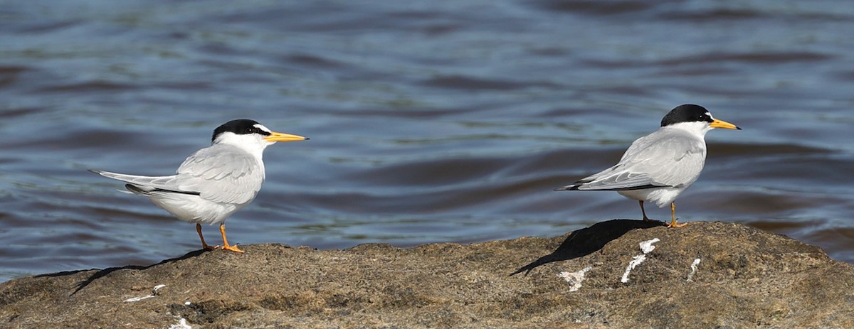 Least Tern - ML620674116