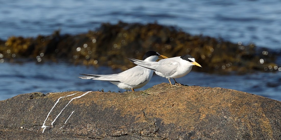 Least Tern - ML620674117