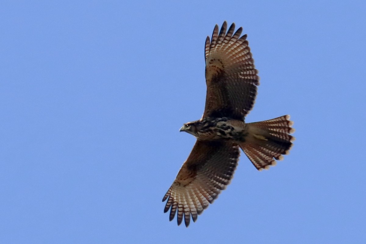 Harris's Hawk - ML620674120