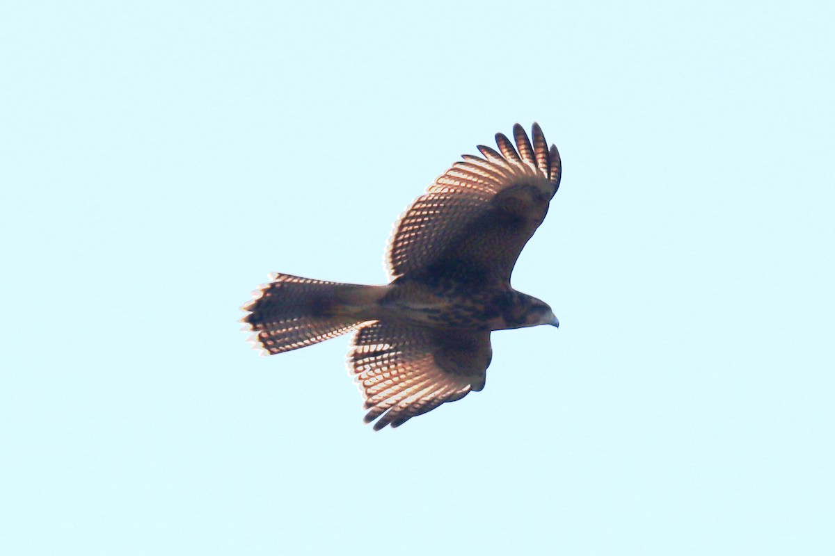 Harris's Hawk - ML620674122