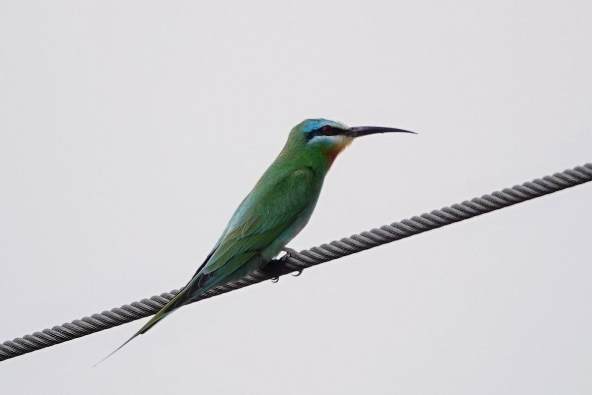 Blue-cheeked Bee-eater - ML620674126