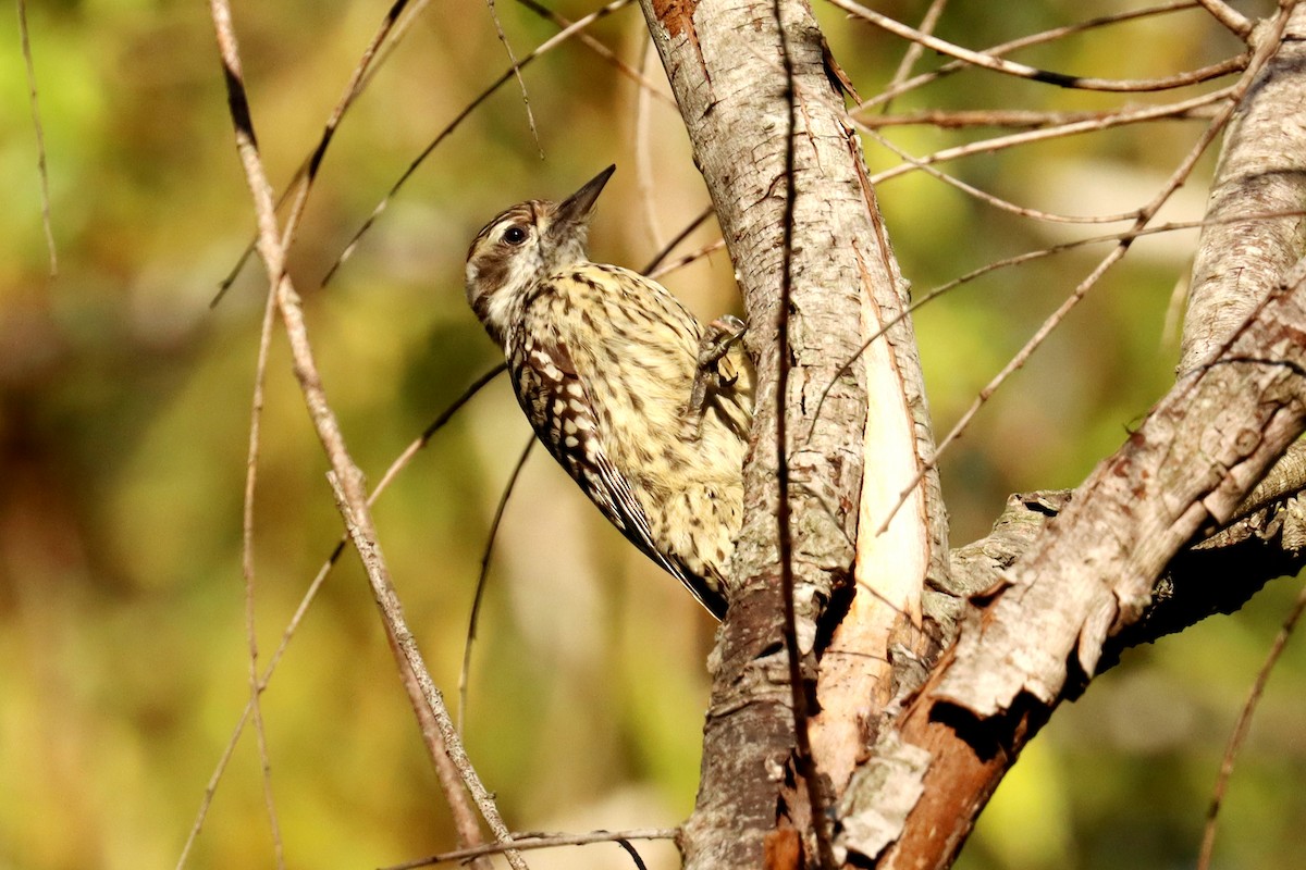 Checkered Woodpecker - ML620674130