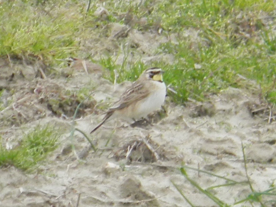 Horned Lark - ML620674131