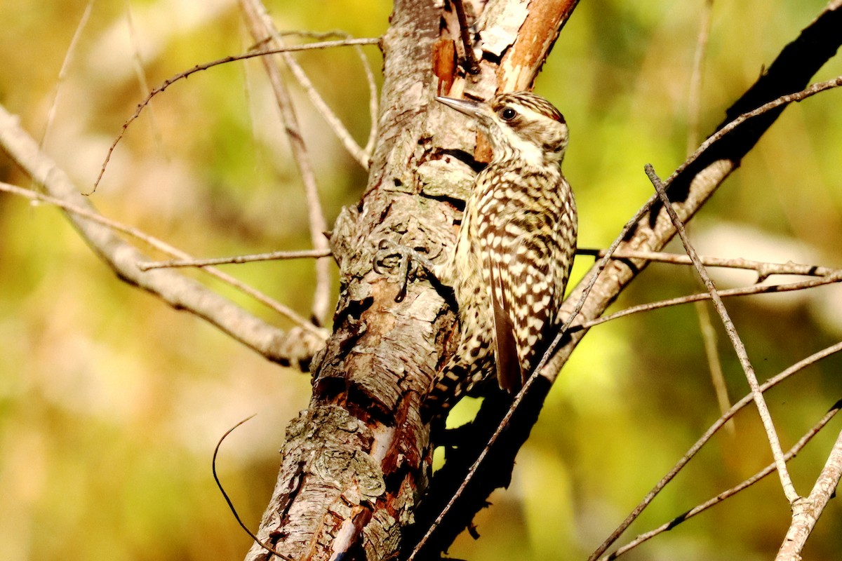 Checkered Woodpecker - ML620674132