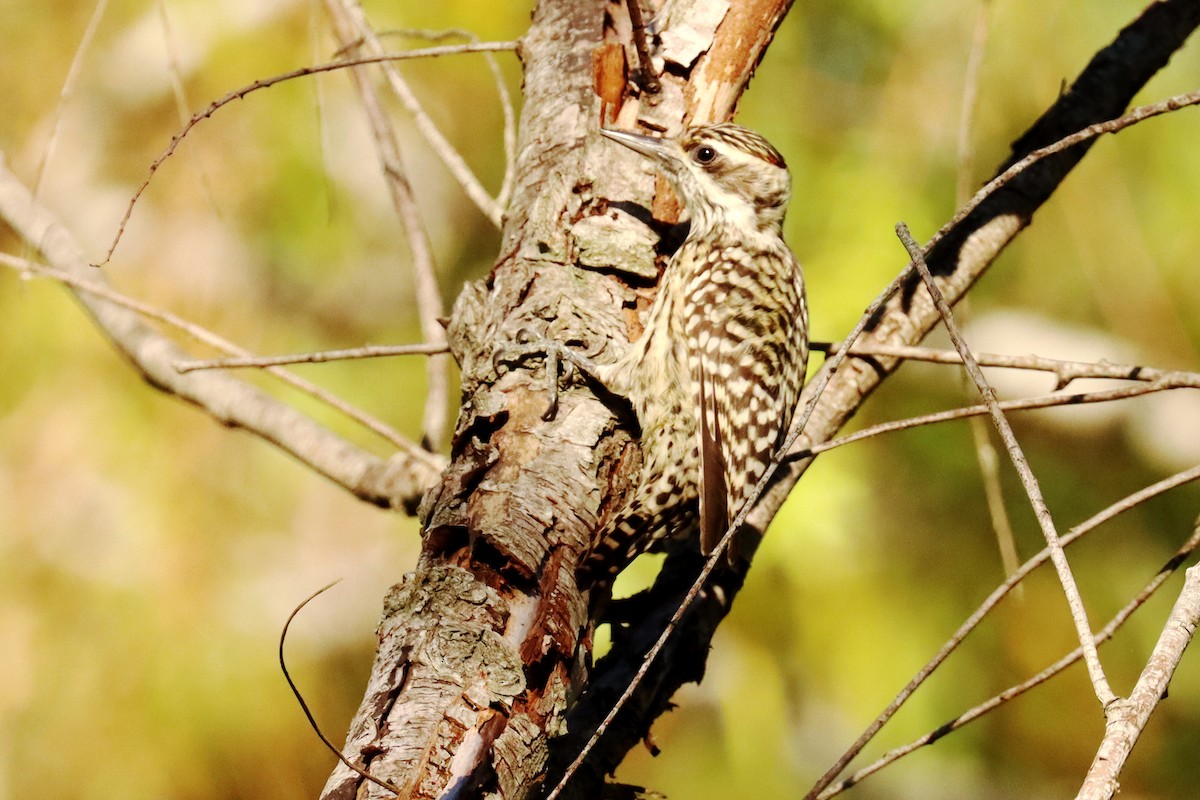 Checkered Woodpecker - ML620674133