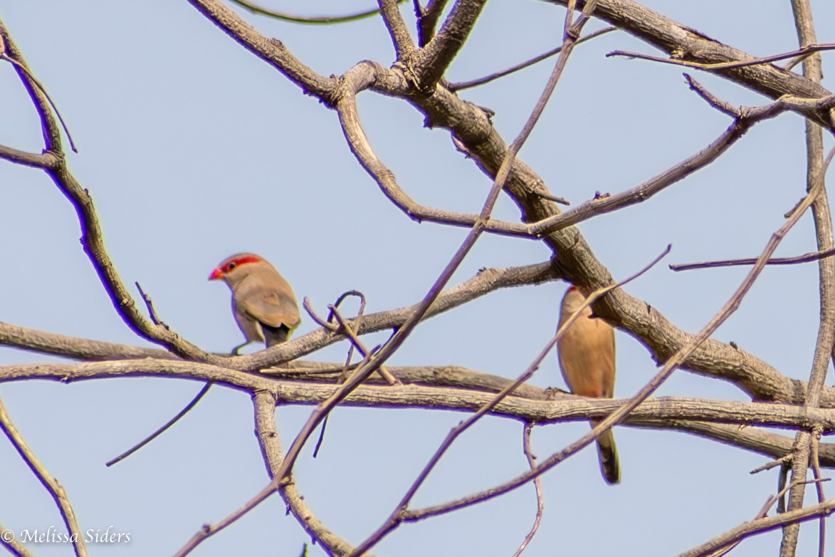 Black-rumped Waxbill - Melissa Siders