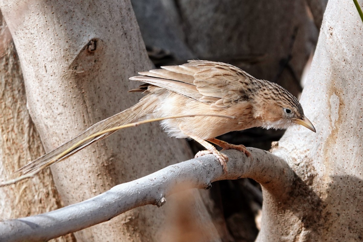 Common Babbler - ML620674136