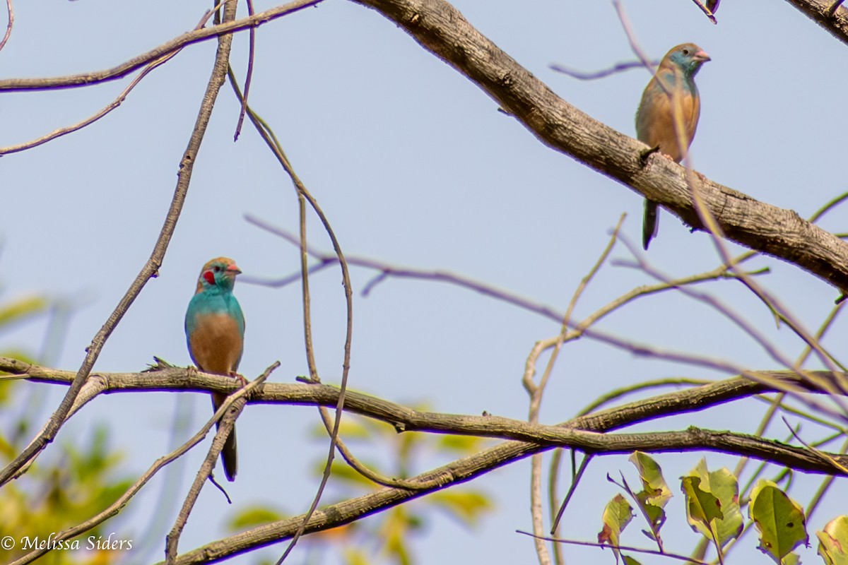 Red-cheeked Cordonbleu - ML620674137