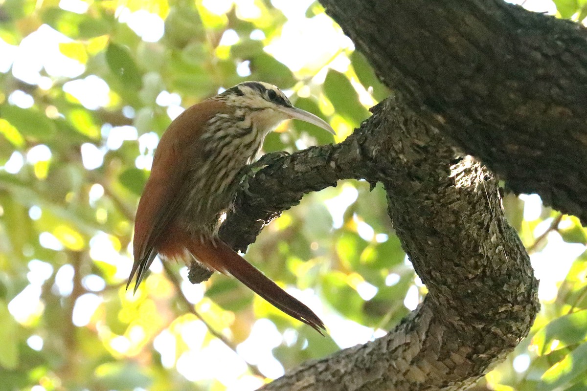 Narrow-billed Woodcreeper - ML620674138