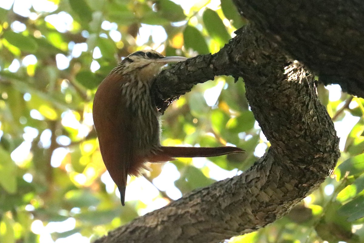 Narrow-billed Woodcreeper - ML620674139