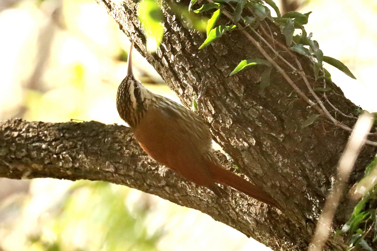 Narrow-billed Woodcreeper - ML620674140