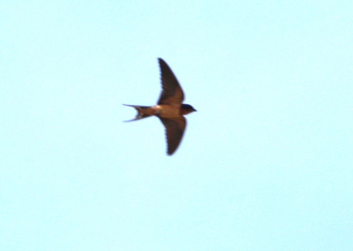 Barn Swallow - ML620674141