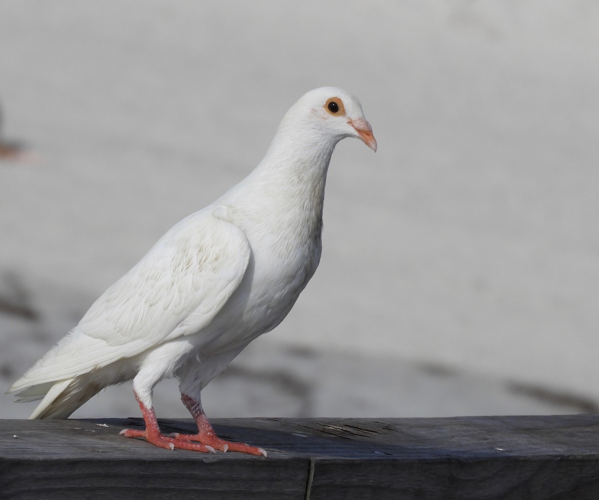 Rock Pigeon (Feral Pigeon) - ML620674142