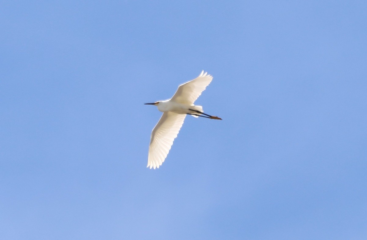 Snowy Egret - ML620674143