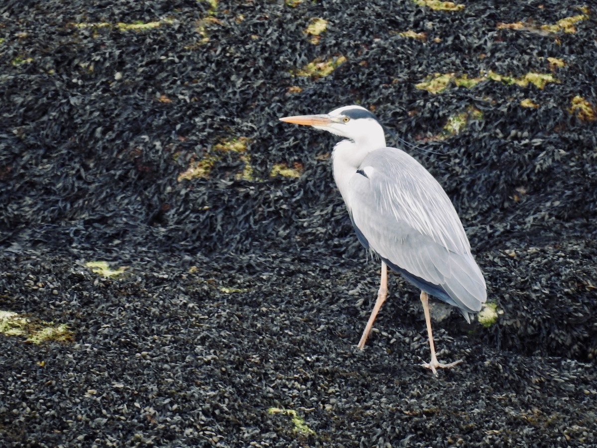 Gray Heron - ML620674144