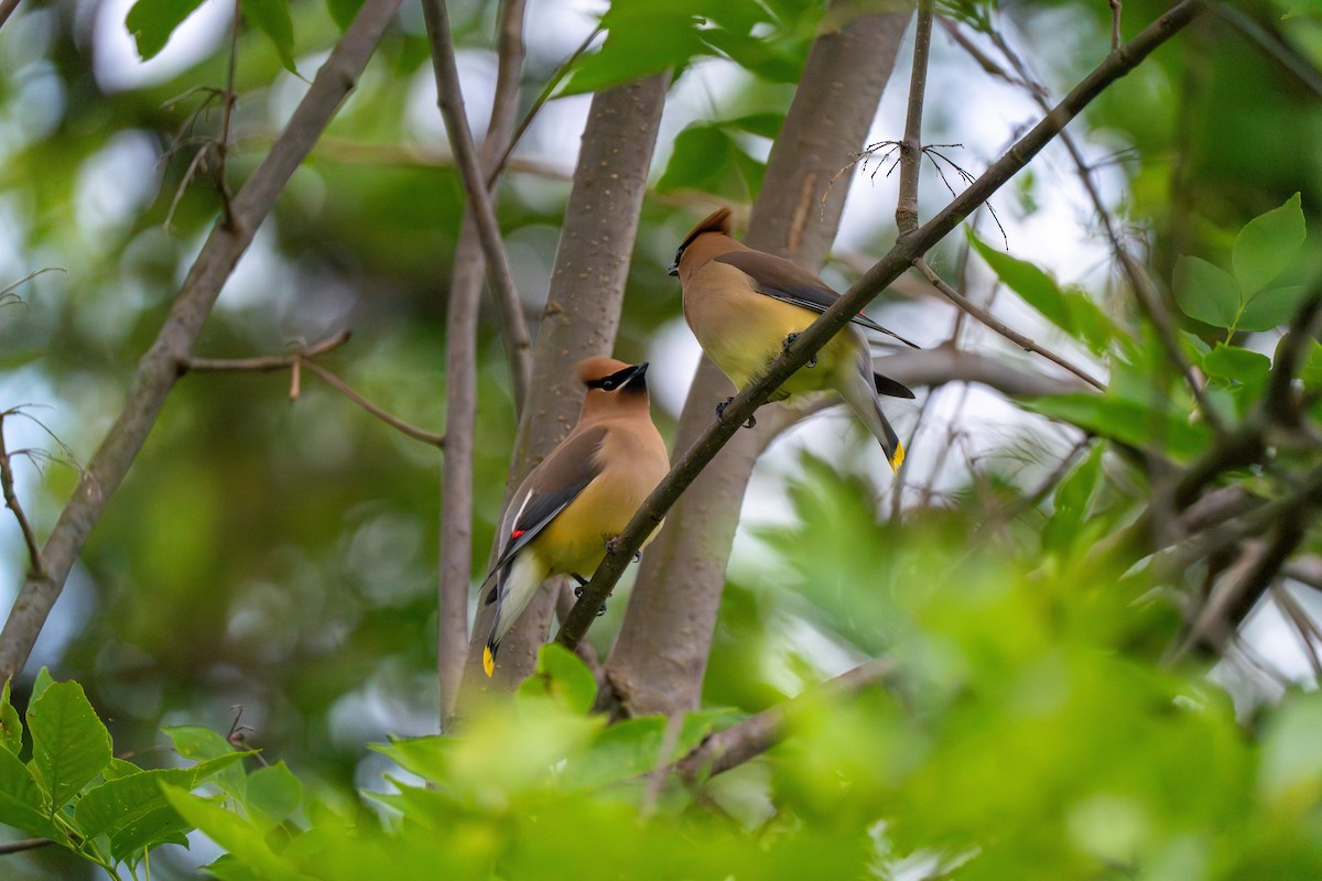 Cedar Waxwing - ML620674146