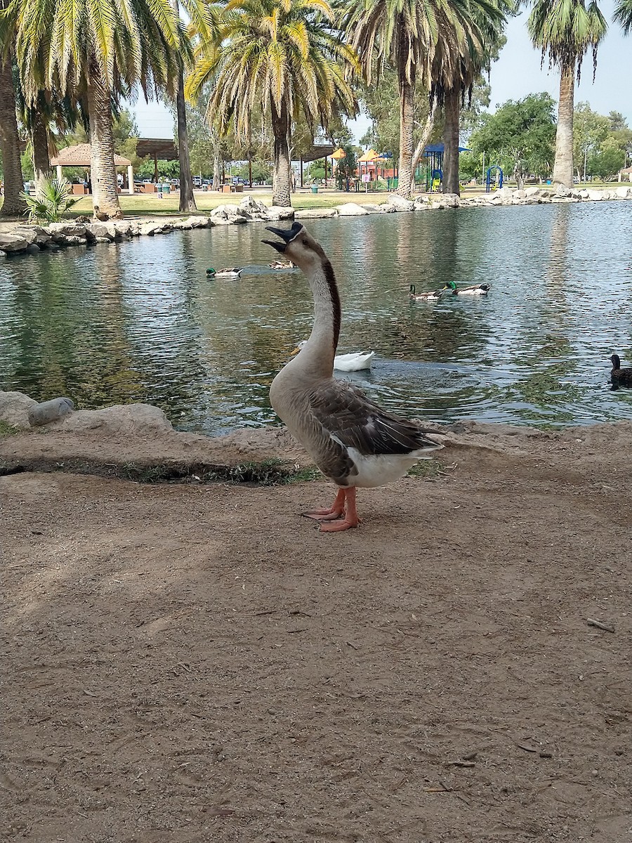 Swan Goose (Domestic type) - ML620674148