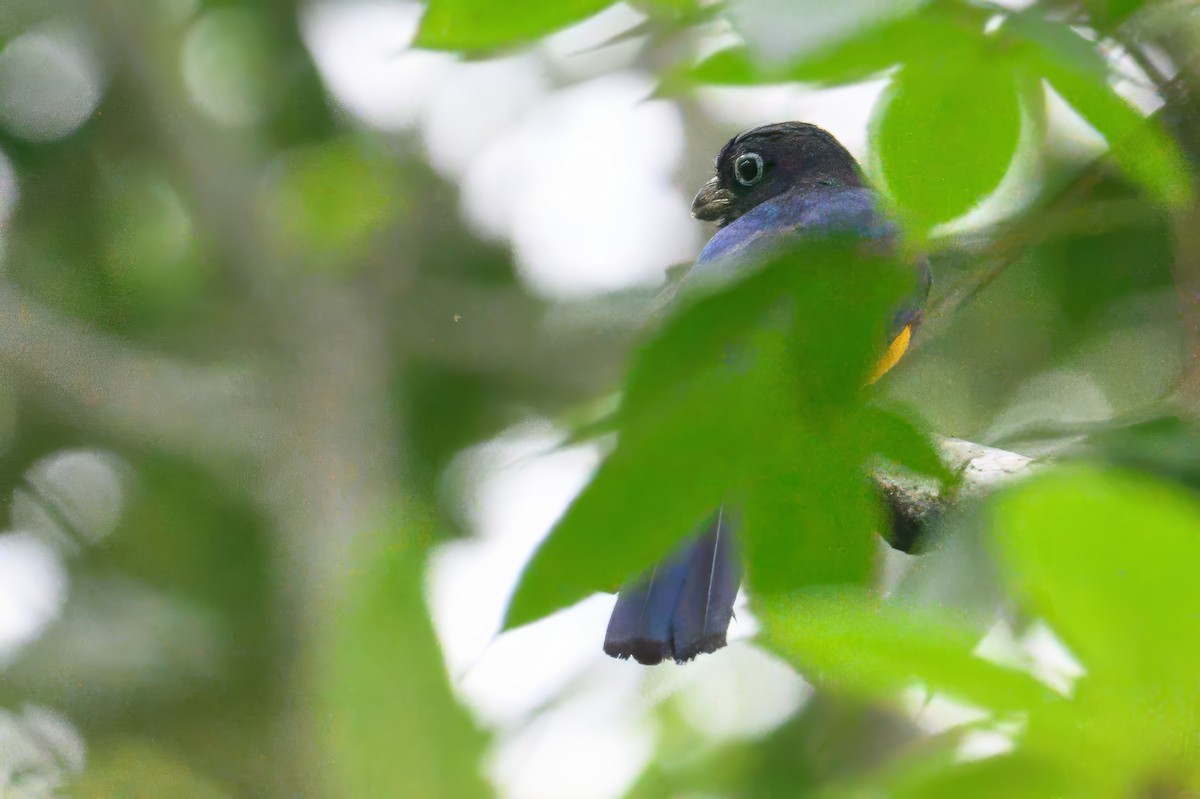 trogon běloocasý - ML620674150