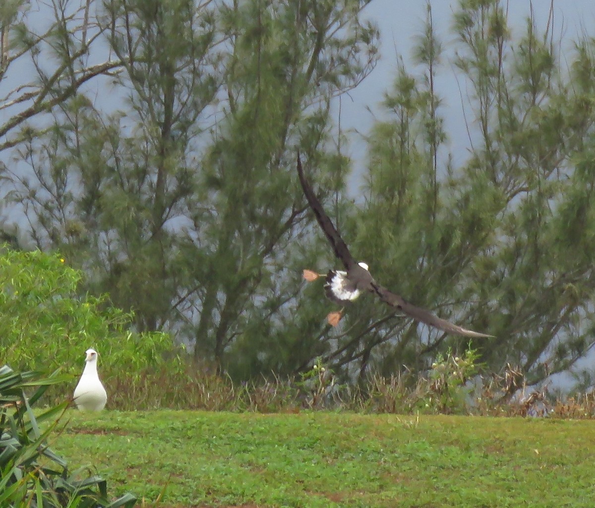 Laysan Albatrosu - ML620674151