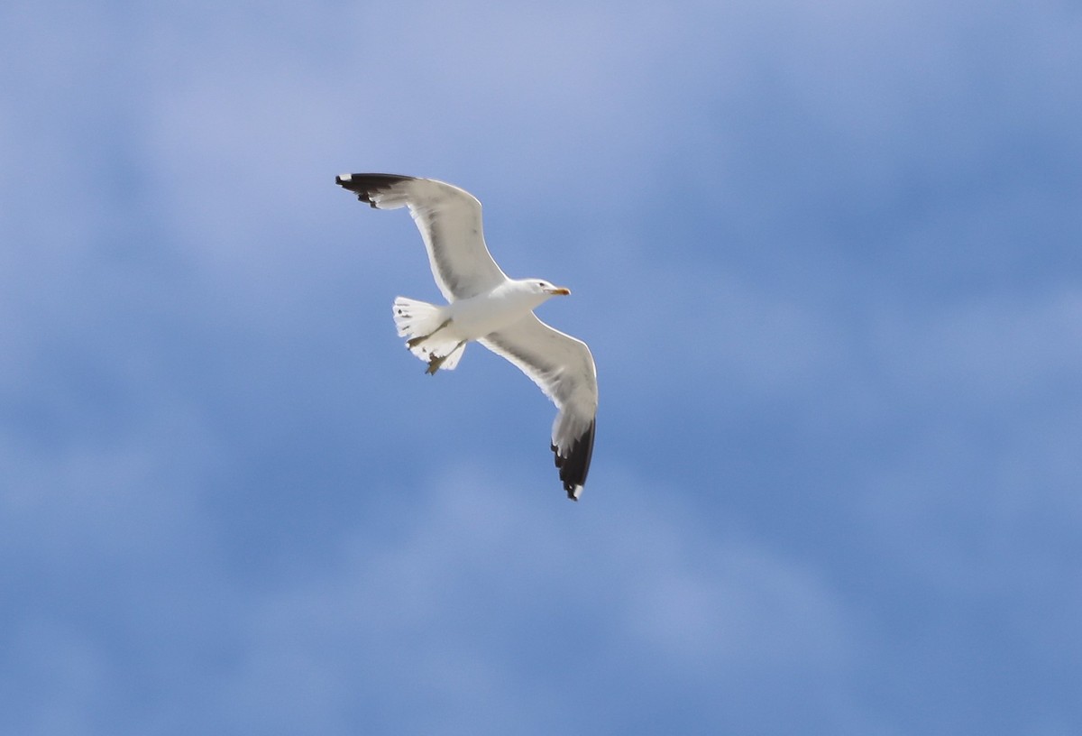 Gaviota Californiana - ML620674152