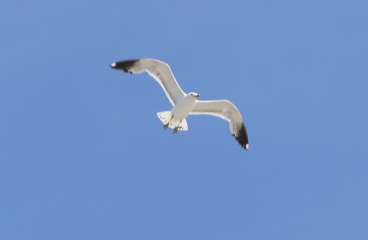 California Gull - ML620674153