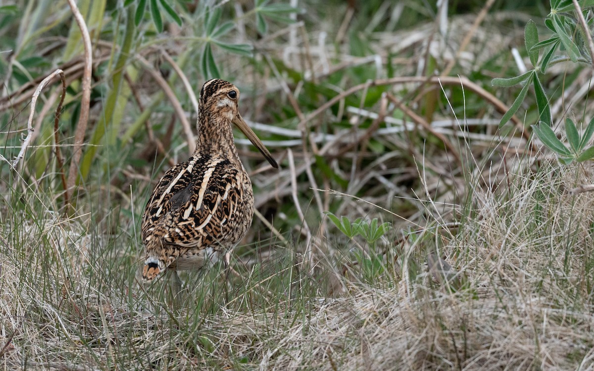 Common Snipe - ML620674155