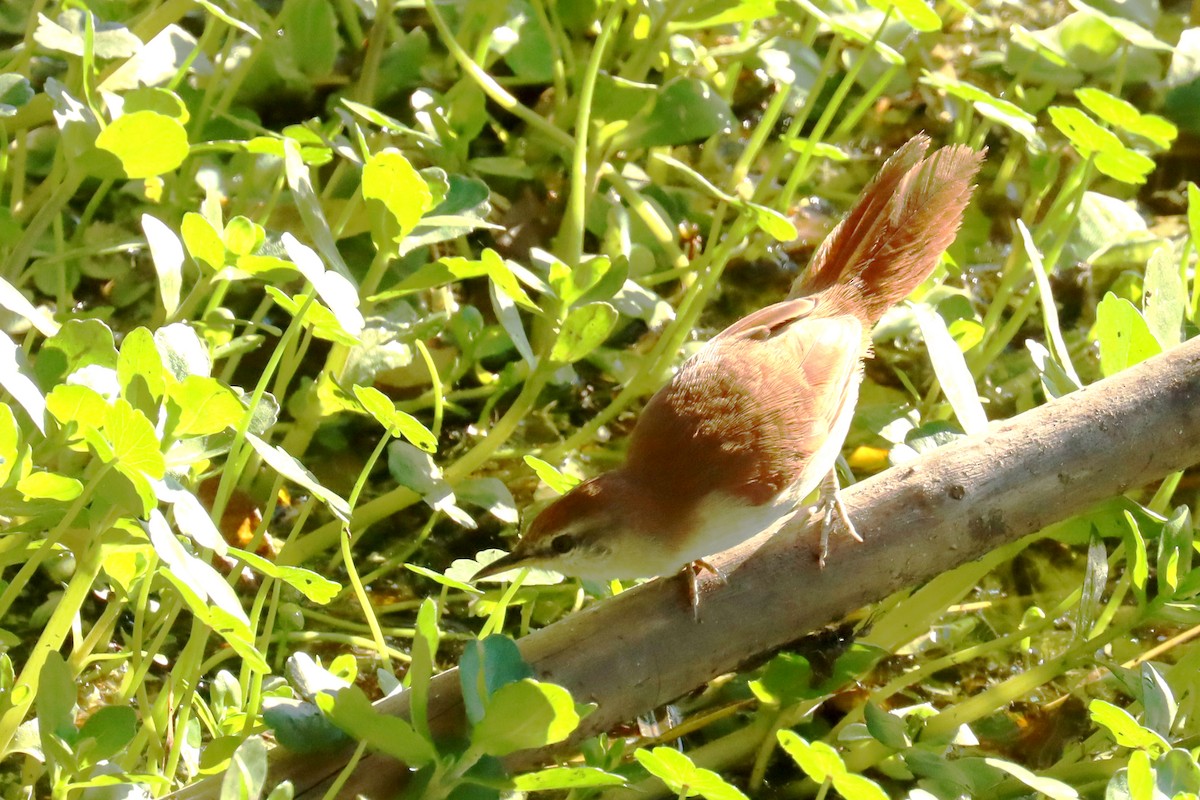 Yellow-chinned Spinetail - ML620674156