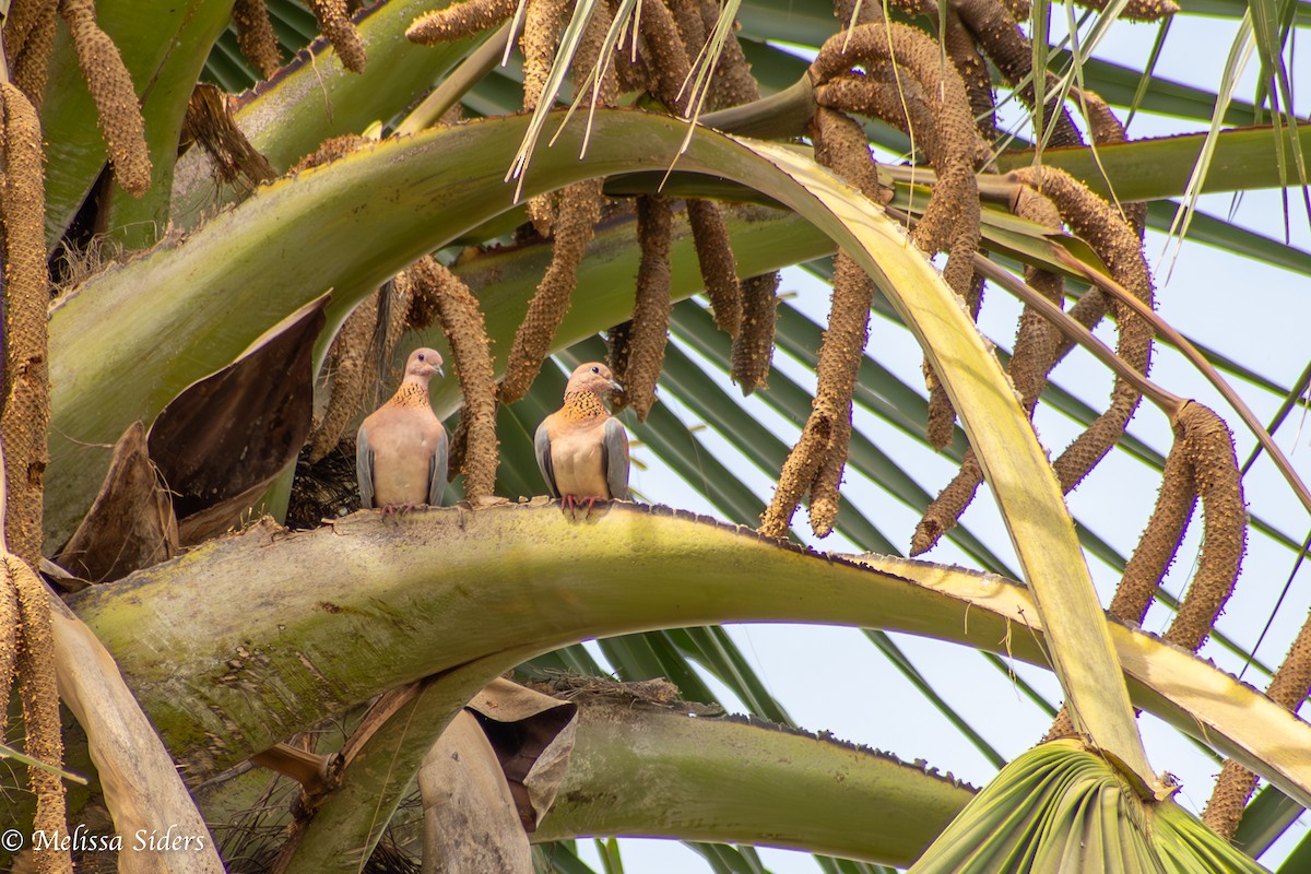 Laughing Dove - ML620674157