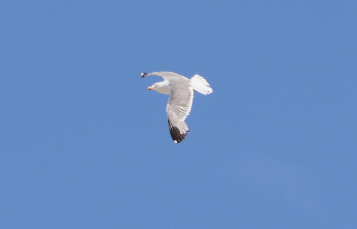 Gaviota Californiana - ML620674158