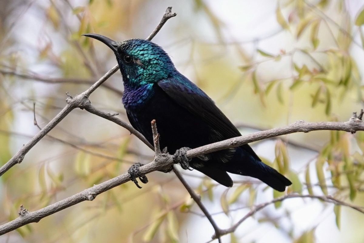 Purple Sunbird - ML620674160