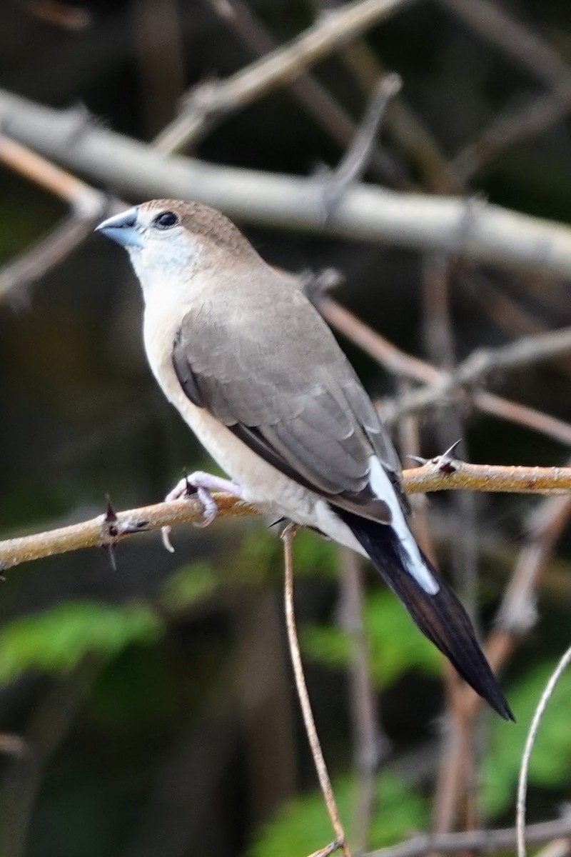 Indian Silverbill - ML620674168