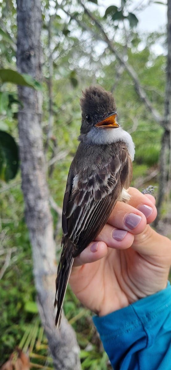 Swainson's Flycatcher - ML620674173