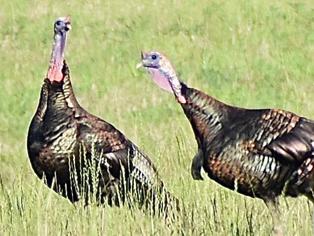 Wild Turkey - ML620674174