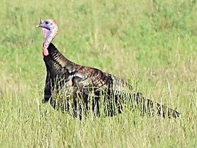 Wild Turkey - ML620674175