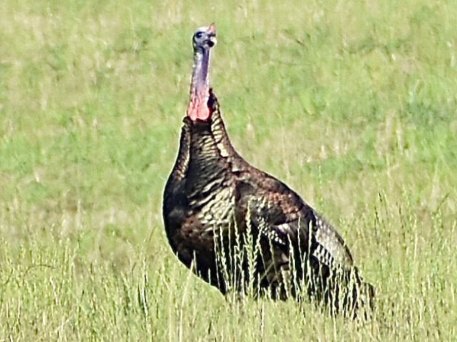 Wild Turkey - ML620674177