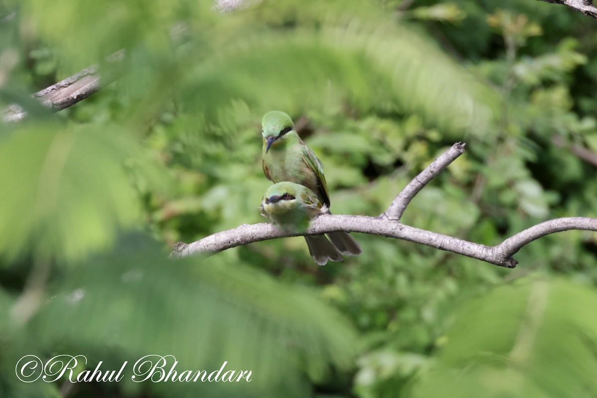 Asian Green Bee-eater - ML620674187