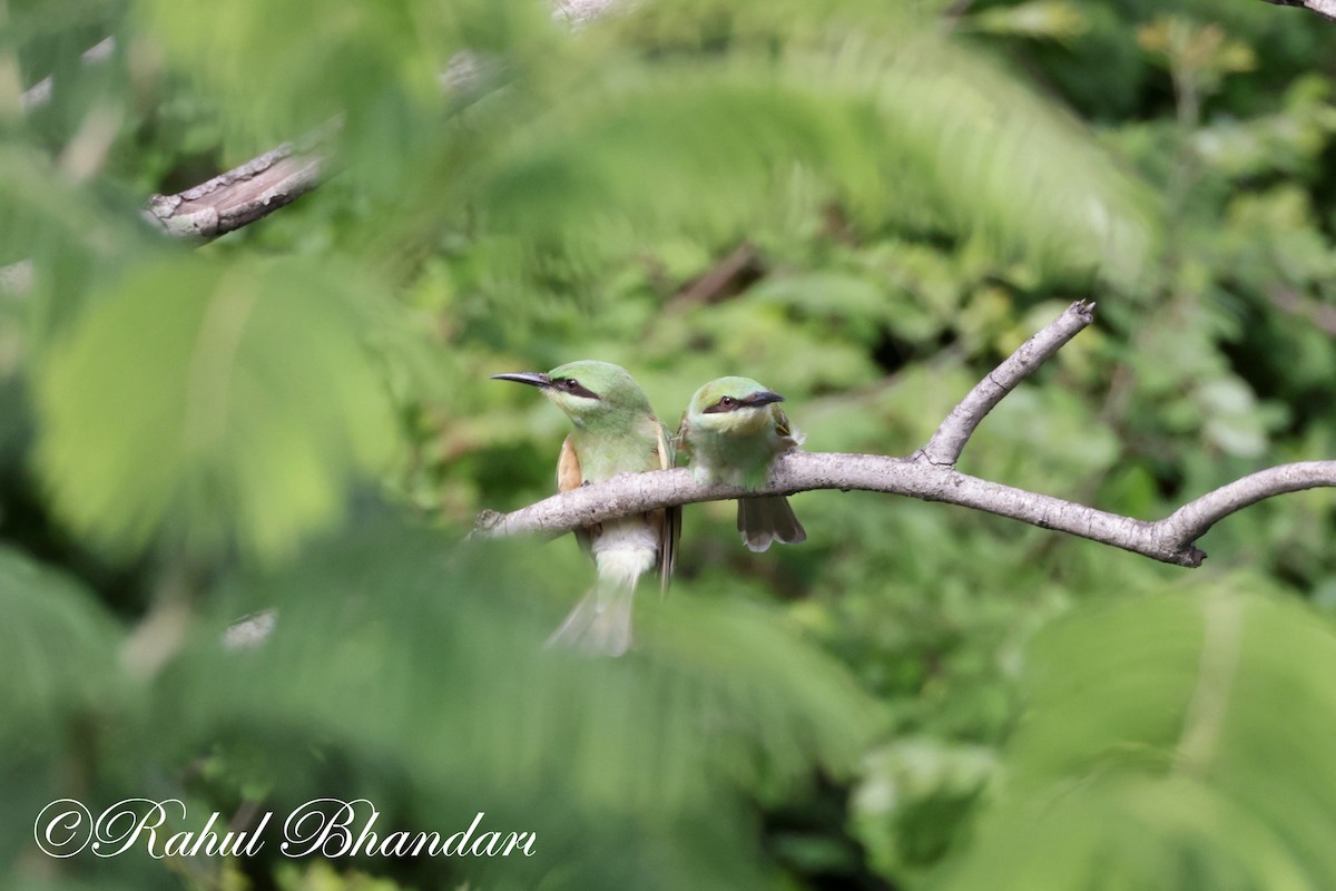 Asian Green Bee-eater - ML620674188