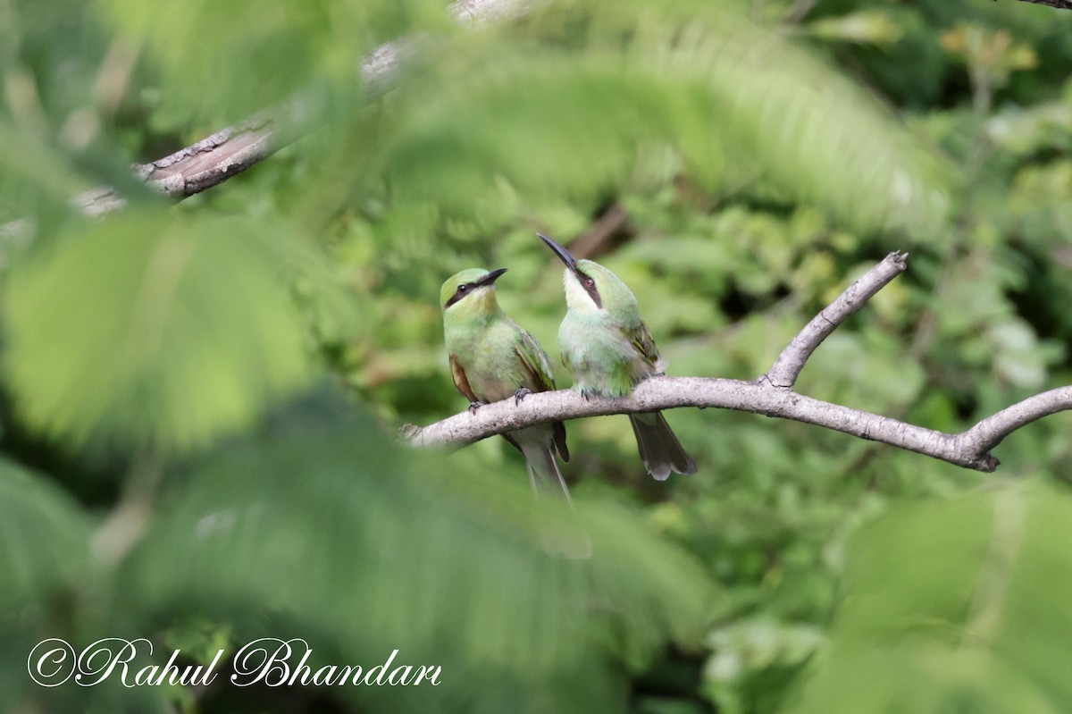 Asian Green Bee-eater - ML620674189