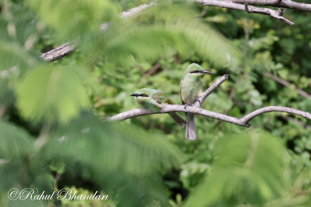 Asian Green Bee-eater - ML620674190