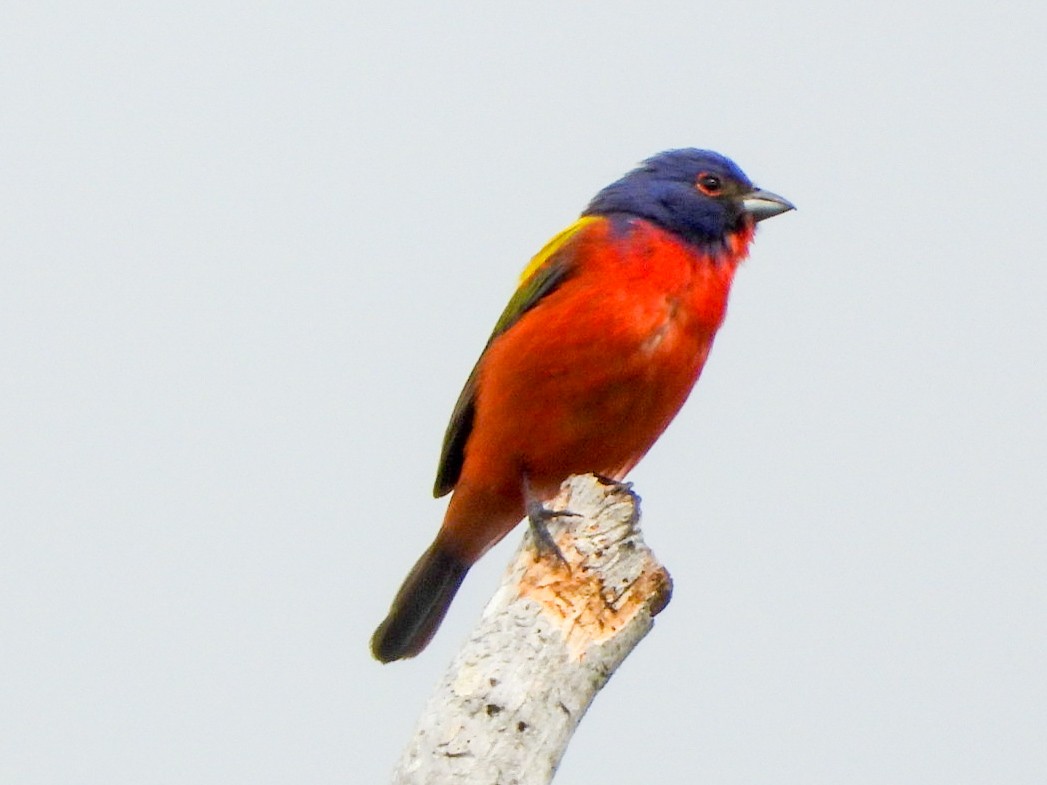 Painted Bunting - ML620674195